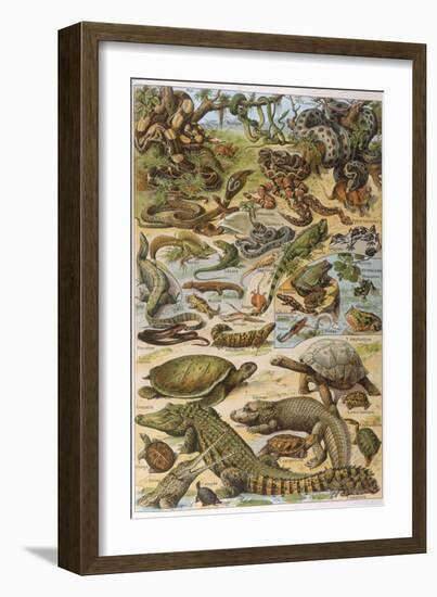 An Amazing Illustration Covering the Whole Range of Reptilian Species from Snakes to Newts-null-Framed Photographic Print