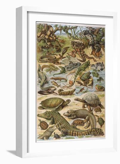 An Amazing Illustration Covering the Whole Range of Reptilian Species from Snakes to Newts-null-Framed Photographic Print