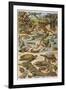 An Amazing Illustration Covering the Whole Range of Reptilian Species from Snakes to Newts-null-Framed Photographic Print