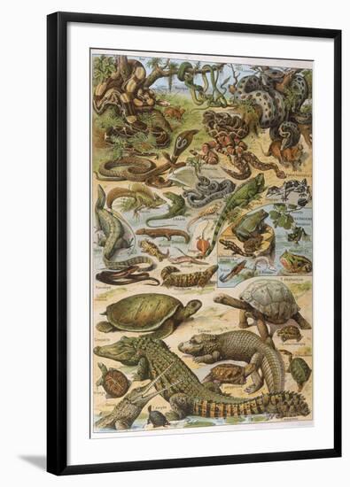 An Amazing Illustration Covering the Whole Range of Reptilian Species from Snakes to Newts-null-Framed Photographic Print