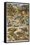 An Amazing Illustration Covering the Whole Range of Reptilian Species from Snakes to Newts-null-Framed Stretched Canvas