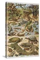 An Amazing Illustration Covering the Whole Range of Reptilian Species from Snakes to Newts-null-Stretched Canvas
