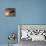 An American P-51 Mustang Gives Chase to a UFO-Stocktrek Images-Stretched Canvas displayed on a wall