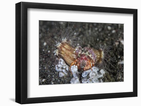 An Anemone Hermit Crab Crawls across the Seafloor of Indonesia-Stocktrek Images-Framed Photographic Print