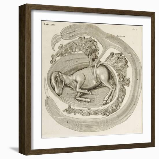 An Animal in the Womb, 1738-Hieronymus Fabricius ab Aquapendente-Framed Giclee Print