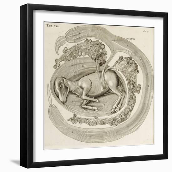 An Animal in the Womb, 1738-Hieronymus Fabricius ab Aquapendente-Framed Giclee Print