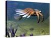 An Anomalocaris Explores a Middle Cambrian Age Ocean Floor-Stocktrek Images-Stretched Canvas