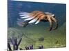 An Anomalocaris Explores a Middle Cambrian Age Ocean Floor-Stocktrek Images-Mounted Photographic Print