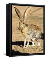 An Antelope Jackrabbit (Lepus Alleni) Alert for Danger-Richard Wright-Framed Stretched Canvas