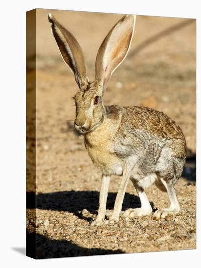 An Antelope Jackrabbit (Lepus Alleni) Alert for Danger-Richard Wright-Stretched Canvas