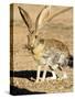 An Antelope Jackrabbit (Lepus Alleni) Alert for Danger-Richard Wright-Stretched Canvas