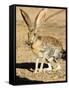 An Antelope Jackrabbit (Lepus Alleni) Alert for Danger-Richard Wright-Framed Stretched Canvas