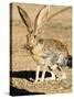 An Antelope Jackrabbit (Lepus Alleni) Alert for Danger-Richard Wright-Stretched Canvas