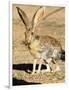 An Antelope Jackrabbit (Lepus Alleni) Alert for Danger-Richard Wright-Framed Photographic Print