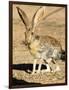 An Antelope Jackrabbit (Lepus Alleni) Alert for Danger-Richard Wright-Framed Photographic Print