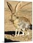 An Antelope Jackrabbit (Lepus Alleni) Alert for Danger-Richard Wright-Mounted Photographic Print