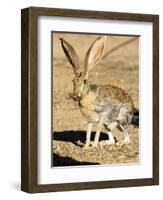 An Antelope Jackrabbit (Lepus Alleni) Alert for Danger-Richard Wright-Framed Photographic Print