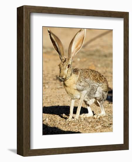 An Antelope Jackrabbit (Lepus Alleni) Alert for Danger-Richard Wright-Framed Photographic Print