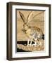 An Antelope Jackrabbit (Lepus Alleni) Alert for Danger-Richard Wright-Framed Photographic Print