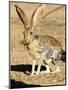 An Antelope Jackrabbit (Lepus Alleni) Alert for Danger-Richard Wright-Mounted Photographic Print