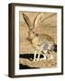 An Antelope Jackrabbit (Lepus Alleni) Alert for Danger-Richard Wright-Framed Photographic Print