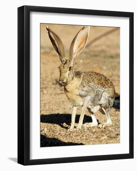 An Antelope Jackrabbit (Lepus Alleni) Alert for Danger-Richard Wright-Framed Photographic Print