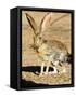 An Antelope Jackrabbit (Lepus Alleni) Alert for Danger-Richard Wright-Framed Stretched Canvas