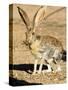 An Antelope Jackrabbit (Lepus Alleni) Alert for Danger-Richard Wright-Stretched Canvas