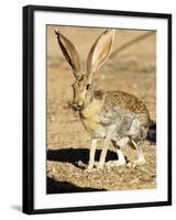 An Antelope Jackrabbit (Lepus Alleni) Alert for Danger-Richard Wright-Framed Premium Photographic Print