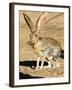 An Antelope Jackrabbit (Lepus Alleni) Alert for Danger-Richard Wright-Framed Premium Photographic Print