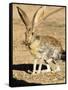 An Antelope Jackrabbit (Lepus Alleni) Alert for Danger-Richard Wright-Framed Stretched Canvas