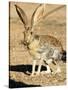 An Antelope Jackrabbit (Lepus Alleni) Alert for Danger-Richard Wright-Stretched Canvas