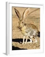 An Antelope Jackrabbit (Lepus Alleni) Alert for Danger-Richard Wright-Framed Photographic Print