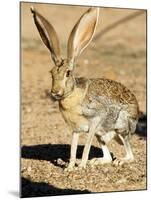 An Antelope Jackrabbit (Lepus Alleni) Alert for Danger-Richard Wright-Mounted Photographic Print