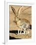 An Antelope Jackrabbit (Lepus Alleni) Alert for Danger-Richard Wright-Framed Photographic Print