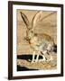 An Antelope Jackrabbit (Lepus Alleni) Alert for Danger-Richard Wright-Framed Photographic Print