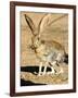 An Antelope Jackrabbit (Lepus Alleni) Alert for Danger-Richard Wright-Framed Photographic Print