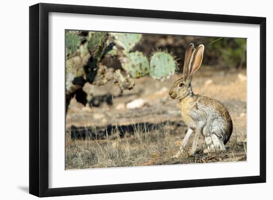 An Antelope Jackrabbit (Lepus Alleni) Alert for Danger-Richard Wright-Framed Premium Photographic Print