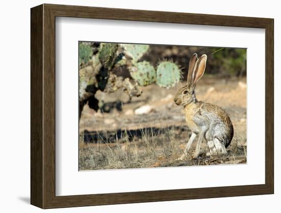 An Antelope Jackrabbit (Lepus Alleni) Alert for Danger-Richard Wright-Framed Photographic Print