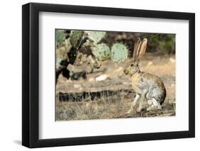 An Antelope Jackrabbit (Lepus Alleni) Alert for Danger-Richard Wright-Framed Photographic Print