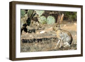 An Antelope Jackrabbit (Lepus Alleni) Alert for Danger-Richard Wright-Framed Photographic Print