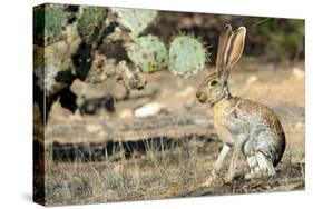 An Antelope Jackrabbit (Lepus Alleni) Alert for Danger-Richard Wright-Stretched Canvas