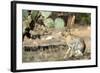 An Antelope Jackrabbit (Lepus Alleni) Alert for Danger-Richard Wright-Framed Photographic Print