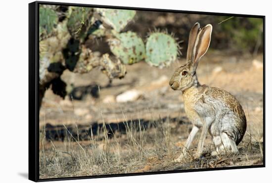 An Antelope Jackrabbit (Lepus Alleni) Alert for Danger-Richard Wright-Framed Stretched Canvas