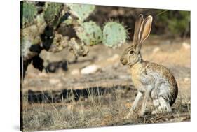 An Antelope Jackrabbit (Lepus Alleni) Alert for Danger-Richard Wright-Stretched Canvas