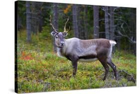 An Antlered Reindeer in Pine Forest-Valoor-Stretched Canvas