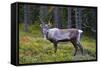 An Antlered Reindeer in Pine Forest-Valoor-Framed Stretched Canvas