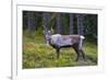 An Antlered Reindeer in Pine Forest-Valoor-Framed Photographic Print