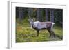 An Antlered Reindeer in Pine Forest-Valoor-Framed Photographic Print