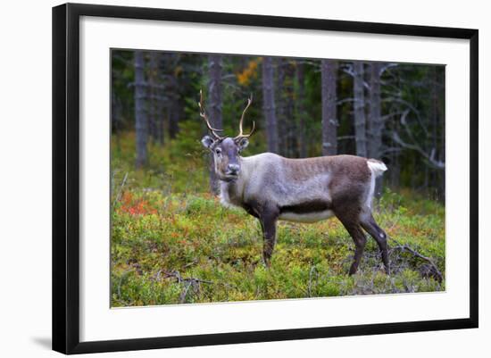 An Antlered Reindeer in Pine Forest-Valoor-Framed Photographic Print